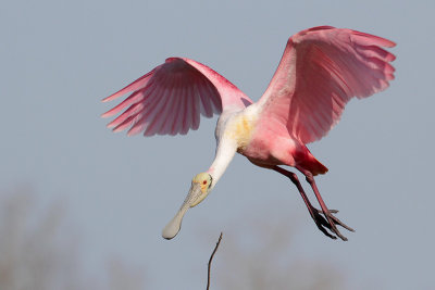 Roseate Spoonbill