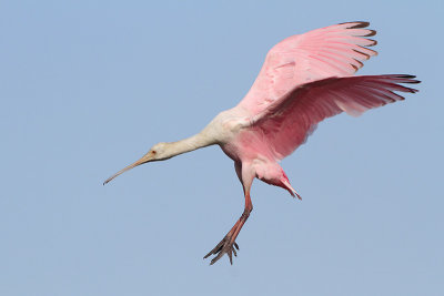 Roseate Spoonbill