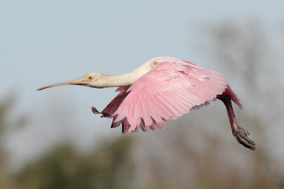 Roseate Spoonbill