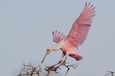 Roseate Spoonbill