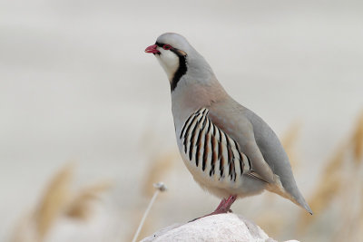 Chukar