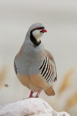 Chukar