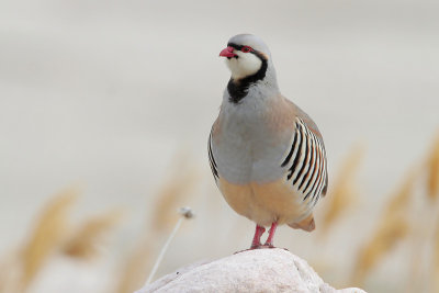 Chukar