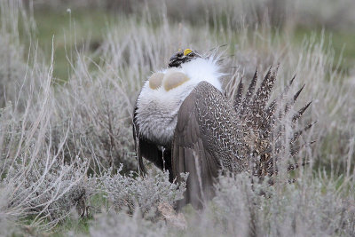 Greater Sage Grouse