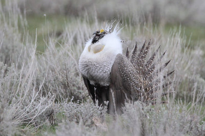 Greater Sage Grouse