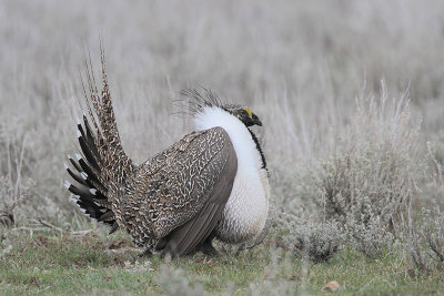 Greater Sage Grouse