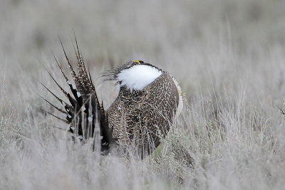 Greater Sage Grouse