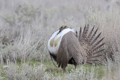 Greater Sage Grouse