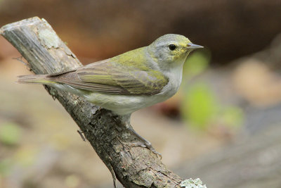 Tennessee Warbler