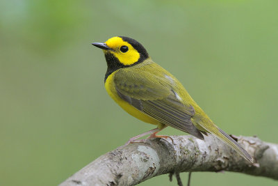 Hooded Warbler