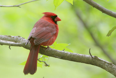 Northern Cardinal