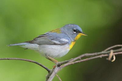 Northern Parula