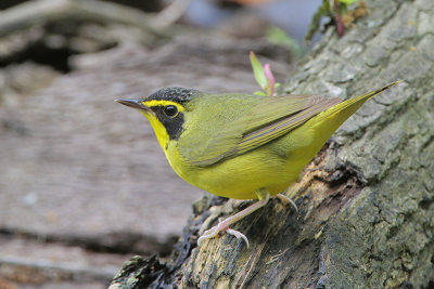 Kentucky Warbler