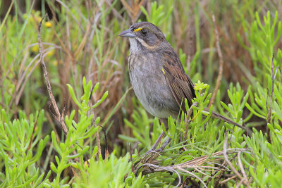 Seaside Sparrow