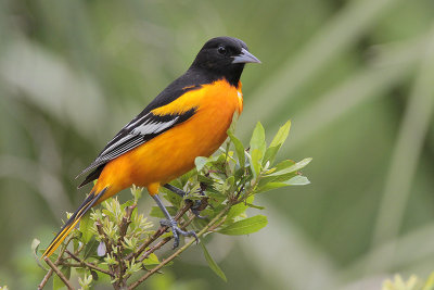 Baltimore Oriole