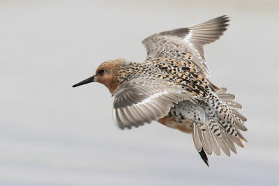 Red Knot