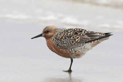 Red Knot