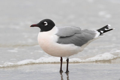 Franklin's Gull