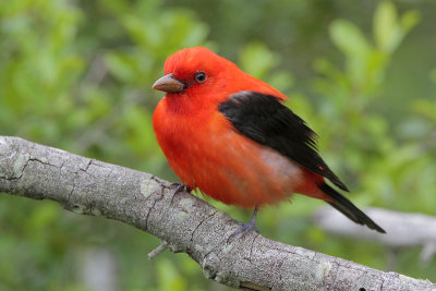 Scarlet Tanager