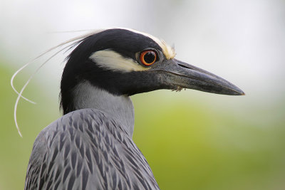 Yellow-crowned Night-Heron