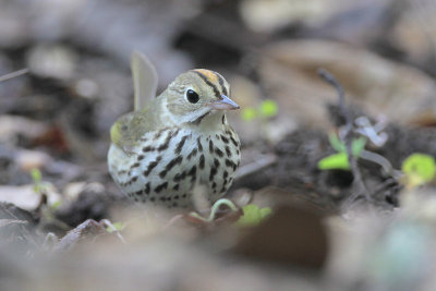 Ovenbird