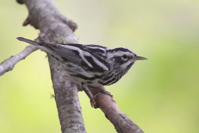 Black-and-white Warbler