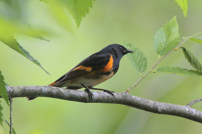 American Redstart