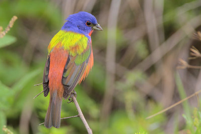 Painted Bunting