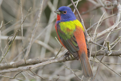 Painted Bunting