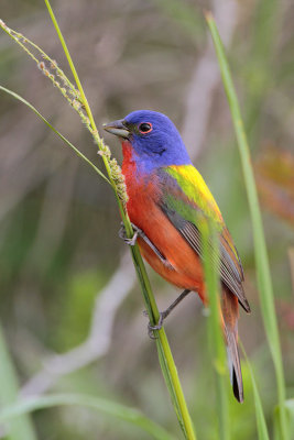 Painted Bunting