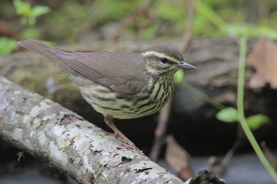 Northern Waterthrush