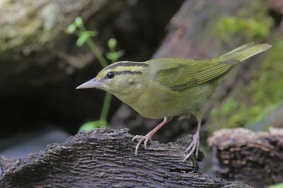 Worm-eating Warbler