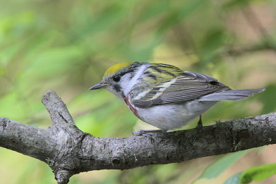 Chestnut-sided Warbler