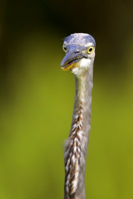 Great Blue Heron