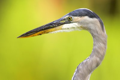 Great Blue Heron