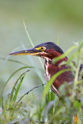 Green Heron