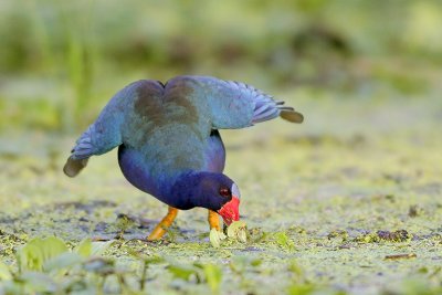 Purple Gallinule