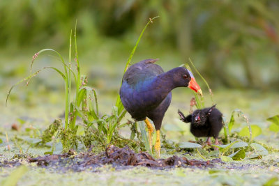 Purple Gallinule