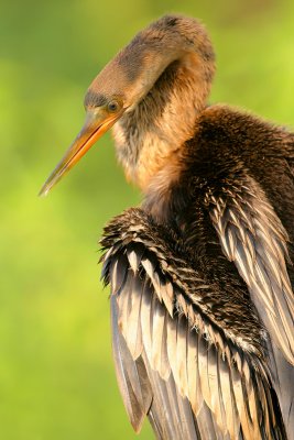 Anhinga