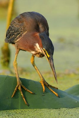 Green Heron