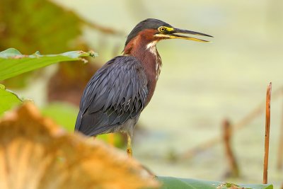 Green Heron