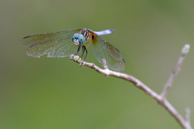 Blue Dasher