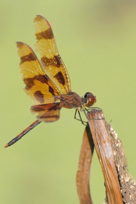 Halloween Pennant