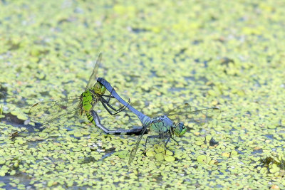 Eastern Pond Hawk