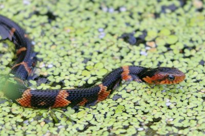 Broad-banded Water-Snake