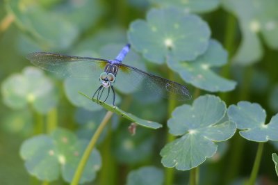 Blue Dasher