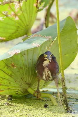 Green Heron