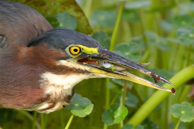 Green Heron