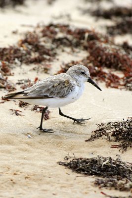 Sanderling