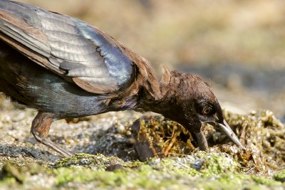 Boat-tailed Grackle (gaping)